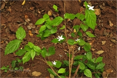 Coffea benghalensis